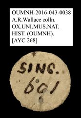 Ptininae sp. "AYC 268"•All Rights ReservedMuseum Label