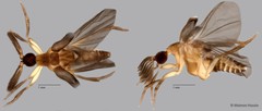 Ripiphoridae sp. "ZRCBDP0071830"