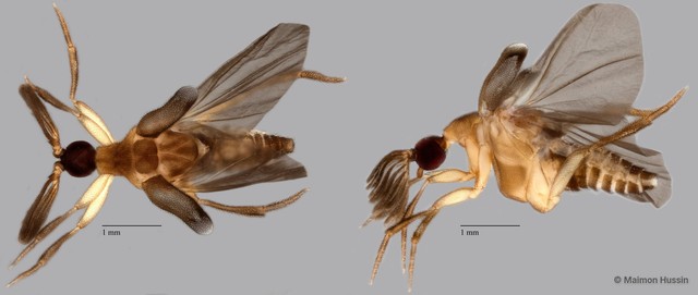 Ripiphoridae sp. "ZRCBDP0071830"•&copy; Maimon Hussin•All Rights Reserved