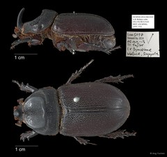 Dynastinae sp. "AYC 122"•&copy; Ang Yuchen•All Rights Reserved
