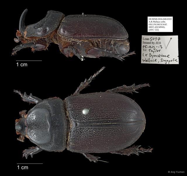 Dynastinae sp. "AYC 122"•&copy; Ang Yuchen•All Rights Reserved