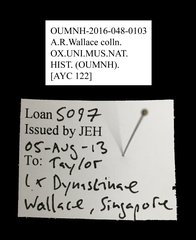 Dynastinae sp. "AYC 122"•All Rights ReservedMuseum Label