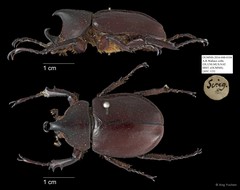 Scarabaeidae sp. "AYC 123"•&copy; Ang Yuchen•All Rights Reserved