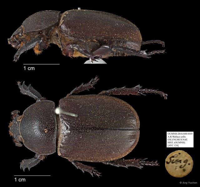 Scarabaeidae sp. "AYC 124"•&copy; Ang Yuchen•All Rights Reserved