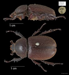 Scarabaeidae sp. "AYC 125"•&copy; Ang Yuchen•All Rights Reserved