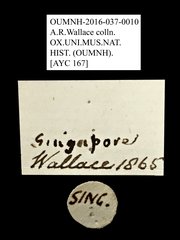 Valgini sp. "AYC 167"•All Rights ReservedMuseum Label