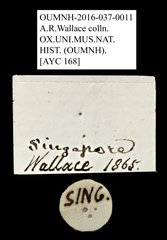 Valgini sp. "AYC 168"•All Rights ReservedMuseum Label