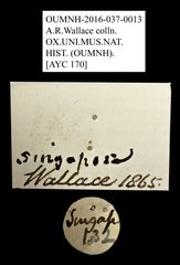 Valgini sp. "AYC 170"•All Rights ReservedMuseum Label