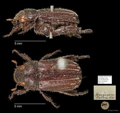 Rutelinae sp. "AYC 201"•&copy; Ang Yuchen•All Rights Reserved