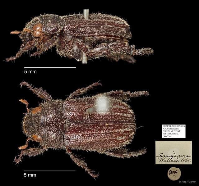Rutelinae sp. "AYC 201"•&copy; Ang Yuchen•All Rights Reserved