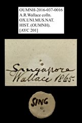 Rutelinae sp. "AYC 201"•All Rights ReservedMuseum Label