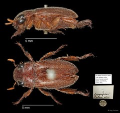Rutelinae sp. "AYC 202"•&copy; Ang Yuchen•All Rights Reserved