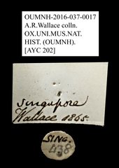 Rutelinae sp. "AYC 202"•All Rights ReservedMuseum Label