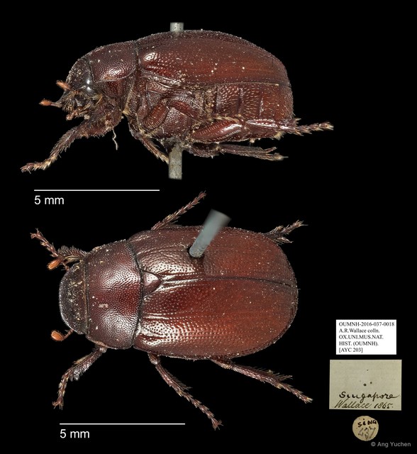 Scarabaeidae sp. "AYC 203"•&copy; Ang Yuchen•All Rights Reserved