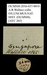 Scarabaeidae sp. "AYC 203"•All Rights ReservedMuseum Label
