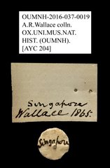 Melolonthinae sp. "AYC 204"•All Rights ReservedMuseum Label