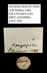 Melolonthinae sp. "AYC 205"•All Rights ReservedMuseum Label