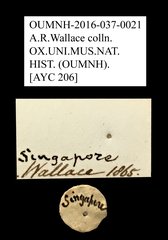 Melolonthinae sp. "AYC 206"•All Rights ReservedMuseum Label