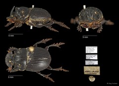 Scarabaeidae sp. "AYC 291"•&copy; Ang Yuchen•All Rights Reserved