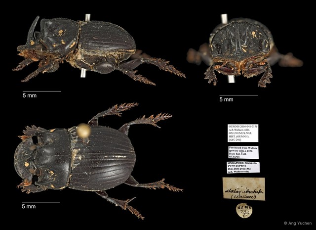 Scarabaeidae sp. "AYC 291"•&copy; Ang Yuchen•All Rights Reserved