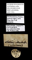 Scarabaeidae sp. "AYC 291"•All Rights ReservedMuseum Label