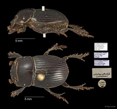 Scarabaeidae sp. "AYC 292"•&copy; Ang Yuchen•All Rights Reserved
