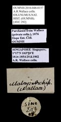 Scarabaeidae sp. "AYC 292"•All Rights ReservedMuseum Label
