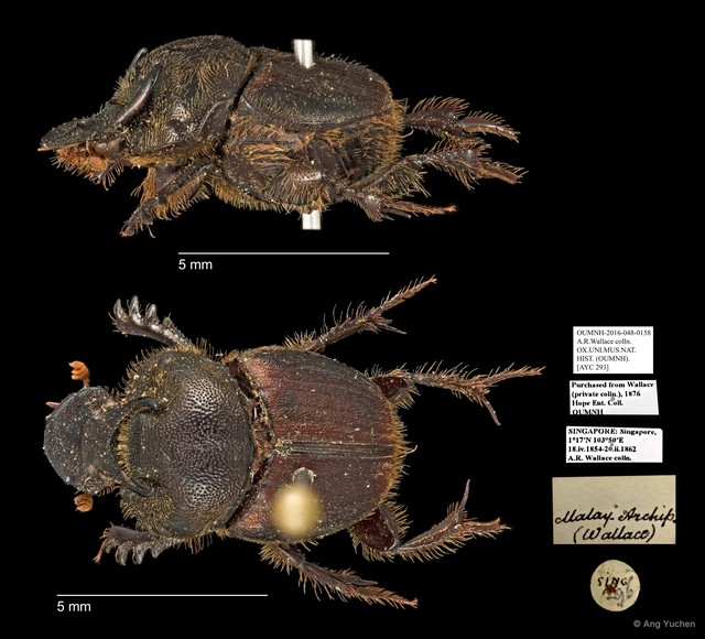 Scarabaeidae sp. "AYC 293"•&copy; Ang Yuchen•All Rights Reserved
