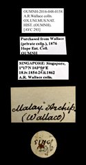 Scarabaeidae sp. "AYC 293"•All Rights ReservedMuseum Label