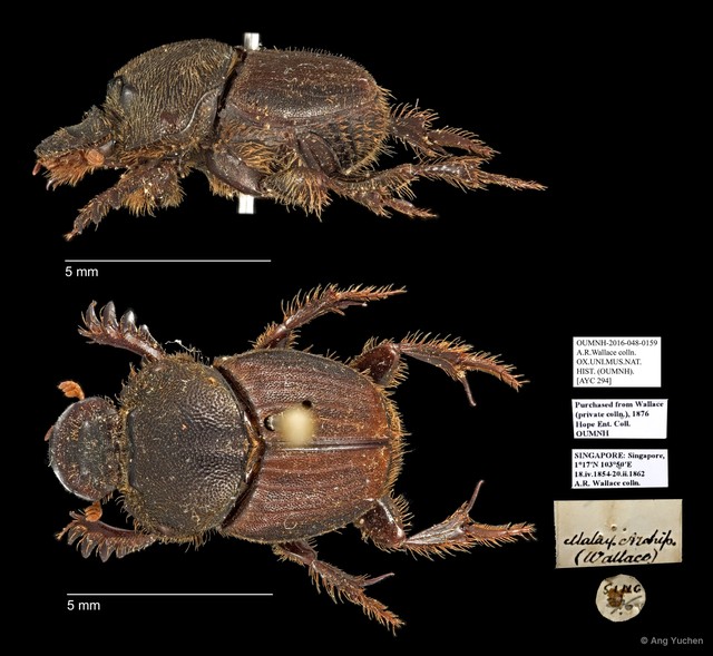 Scarabaeidae sp. "AYC 294"•&copy; Ang Yuchen•All Rights Reserved