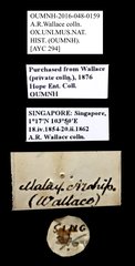 Scarabaeidae sp. "AYC 294"•All Rights ReservedMuseum Label