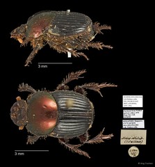 Scarabaeidae sp. "AYC 295"•&copy; Ang Yuchen•All Rights Reserved