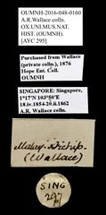 Scarabaeidae sp. "AYC 295"•All Rights ReservedMuseum Label