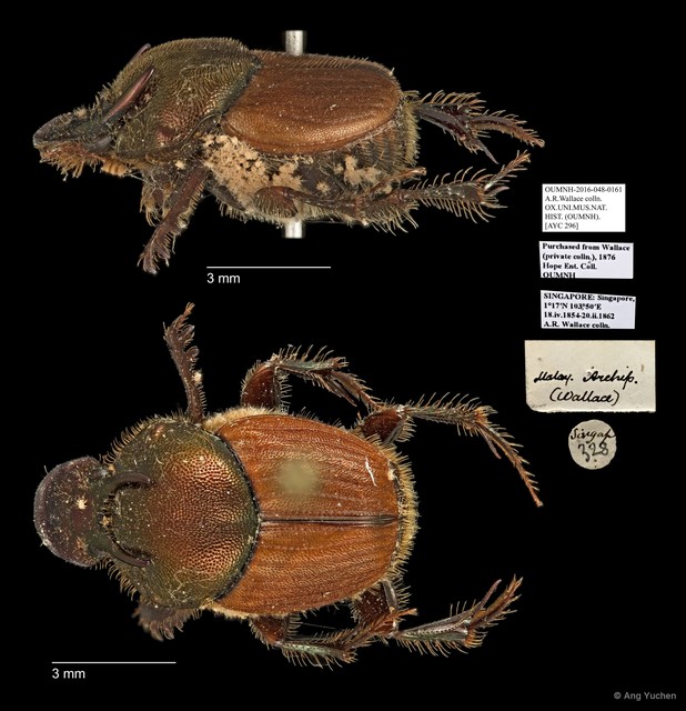 Scarabaeidae sp. "AYC 296"•&copy; Ang Yuchen•All Rights Reserved