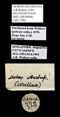 Scarabaeidae sp. "AYC 296"•All Rights ReservedMuseum Label