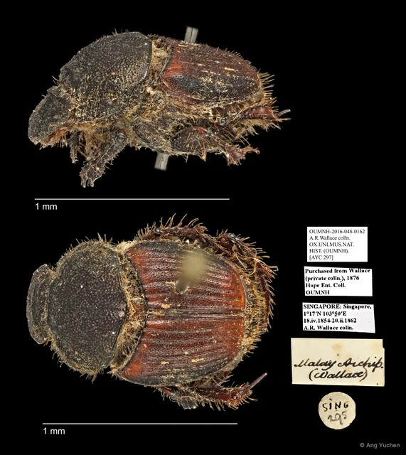Scarabaeidae sp. "AYC 297"•&copy; Ang Yuchen•All Rights Reserved