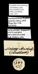 Scarabaeidae sp. "AYC 297"•All Rights ReservedMuseum Label