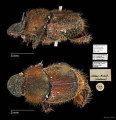 Scarabaeidae sp. "AYC 298"•&copy; Ang Yuchen•All Rights Reserved