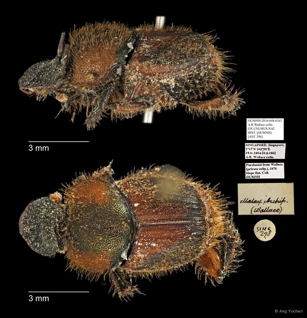 Scarabaeidae sp. "AYC 298"•&copy; Ang Yuchen•All Rights Reserved