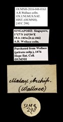 Scarabaeidae sp. "AYC 298"•All Rights ReservedMuseum Label