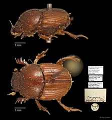 Scarabaeidae sp. "AYC 299"•&copy; Ang Yuchen•All Rights Reserved