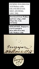 Scarabaeidae sp. "AYC 299"•All Rights ReservedMuseum Label