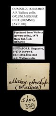Scarabaeidae sp. "AYC 300"•All Rights ReservedMuseum Label