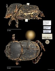 Scarabaeidae sp. "AYC 301"•&copy; Ang Yuchen•All Rights Reserved