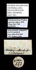 Scarabaeidae sp. "AYC 301"•All Rights ReservedMuseum Label
