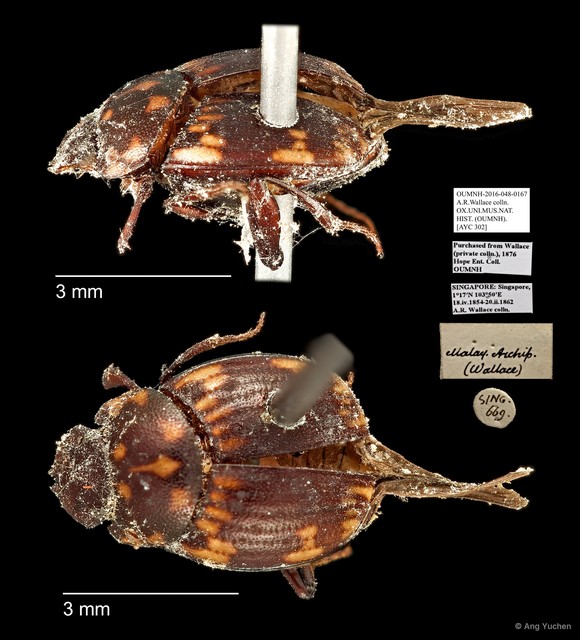 Scarabaeinae sp. "AYC 302"•&copy; Ang Yuchen•All Rights Reserved