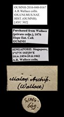 Scarabaeinae sp. "AYC 302"•All Rights ReservedMuseum Label