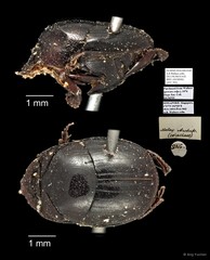 Scarabaeidae sp. "AYC 303"•&copy; Ang Yuchen•All Rights Reserved