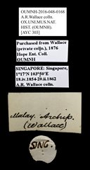 Scarabaeidae sp. "AYC 303"•All Rights ReservedMuseum Label