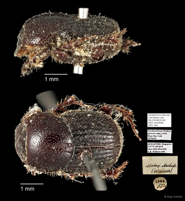 Scarabaeidae sp. "AYC 304"•&copy; Ang Yuchen•All Rights Reserved